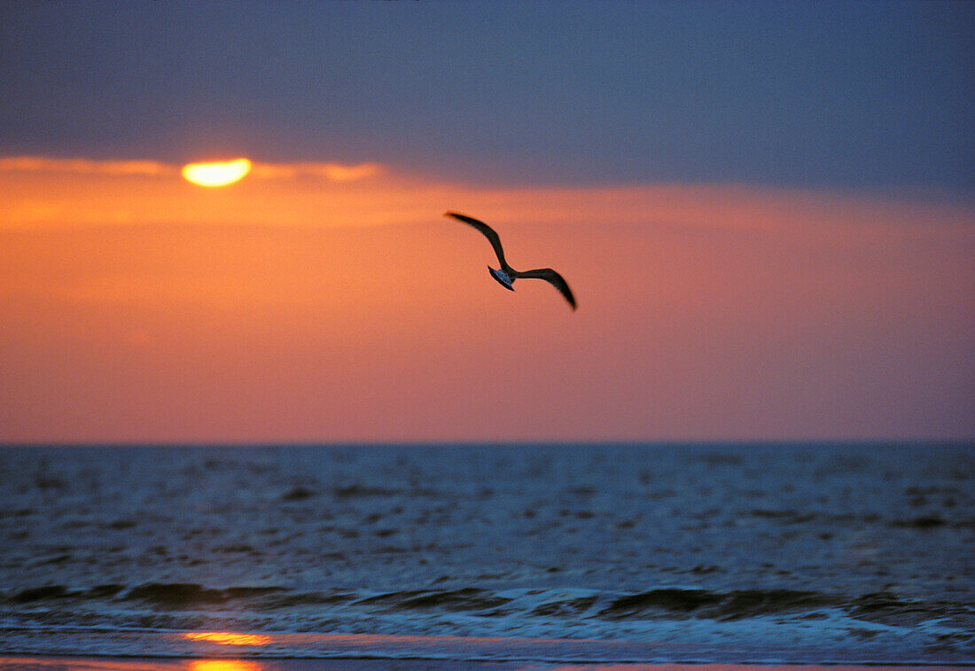 Möwe am Meer bei Sonnenuntergang, Nordsee, Deutschland