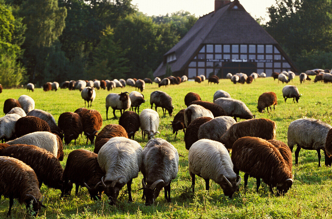 Heidschnucken, Schafe am Wilseder Hof, Lüneburger Heide, Niedersachsen, Deutschland