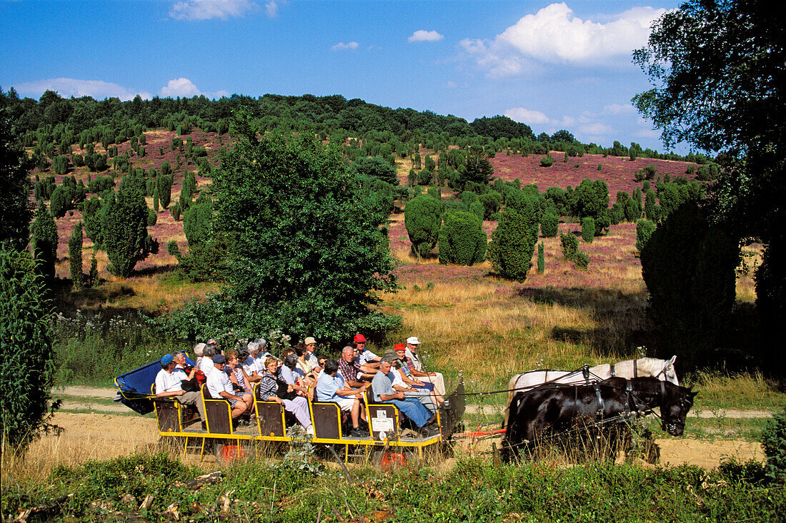 tourist coach, Lueneburger Heide, Lower Saxony, Germany