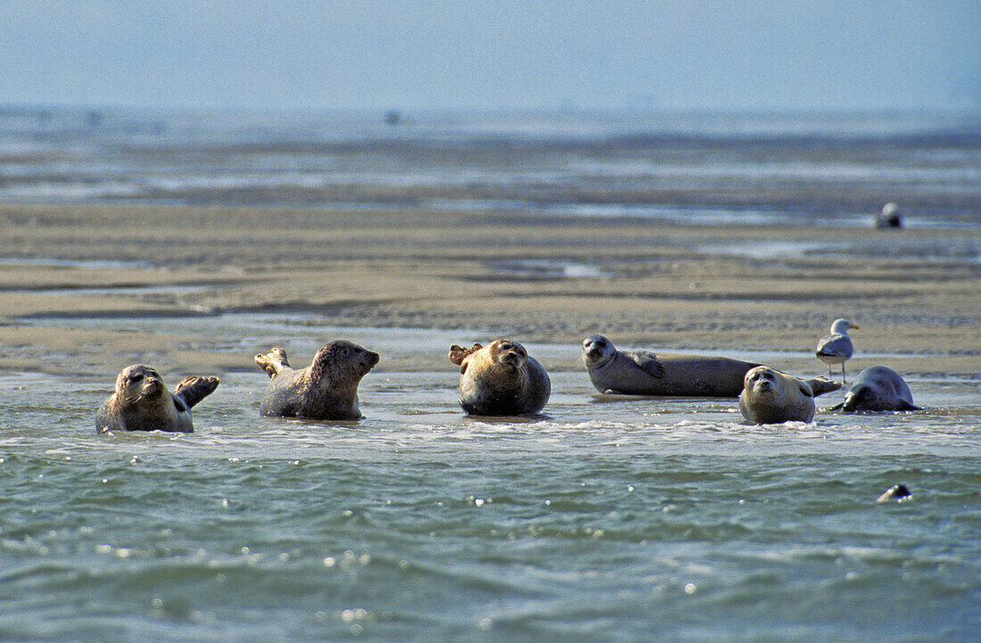Seehunde (Phoca vitulina) ruhen auf Sandbank im Wattenmeer, Ostfriesische Inseln, Nordsee, Deutschland