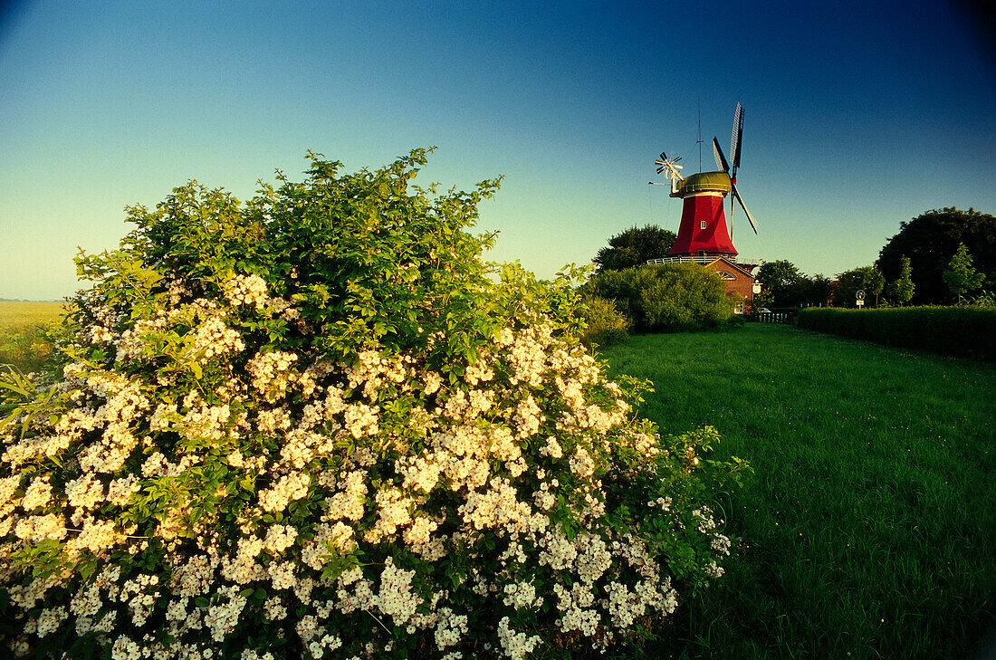 Windmill, blooming shrub in foreground, Greetsiel, East Friesland, Lower Saxony, Germany