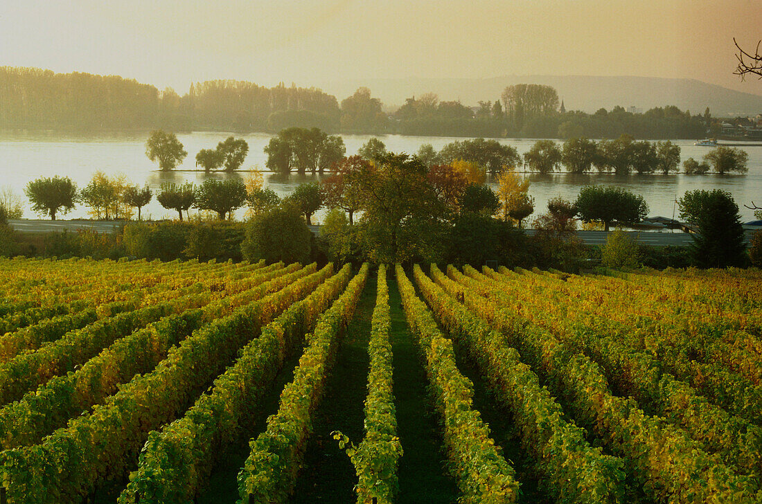 View over vineyard to River Rhine, Oestrich-Winkel, Hesse, Germany