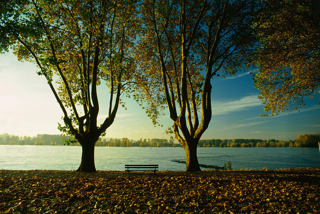 Bench between two trees at River Rhine, Rudesheim, Hesse, Germany