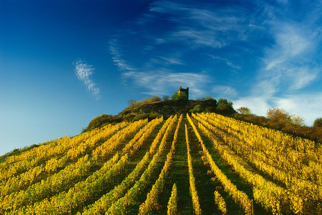 Weinberge bei Lorch, Rheingau, Hessen, Deutschland