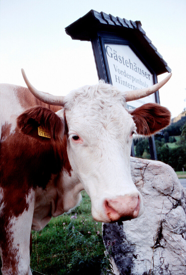 Eine Kuh neben einem Schild von einem Gästehaus, Berchtesgaden, Bayern, Deutschland