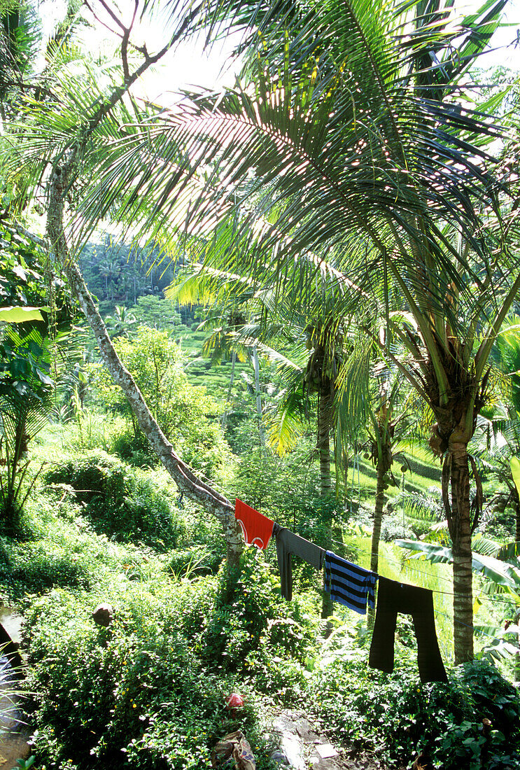 Wäscheleine, Bali, Indonesien, Asien; Wäsche aufhängen; Palmen; grün; frisch; sauber; gereinigt; Natur; exotisch; Exotik