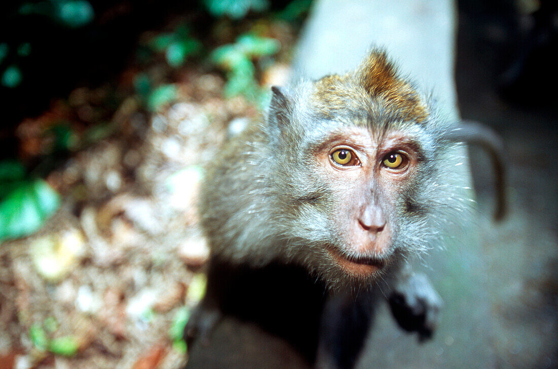 Portrait, Affe, langschwänzige Makake, Affenwald, Ubud, Bali, Indonesien
