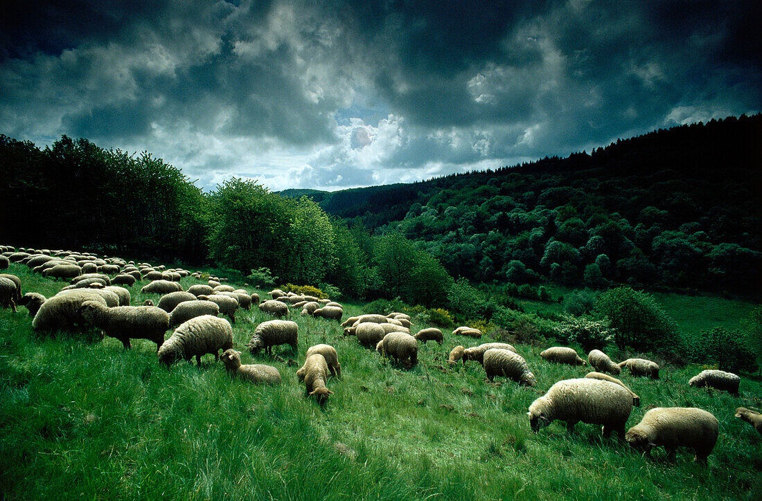 A flock of sheep in a field near Pruem, Eifel, Rhineland-Palatinate, Germany