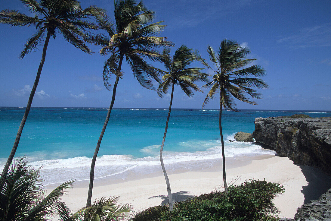 Kokospalmen und Strand, Bottom Bay Beach, Bottom Bay, St. Philip, Barbados, Karibik