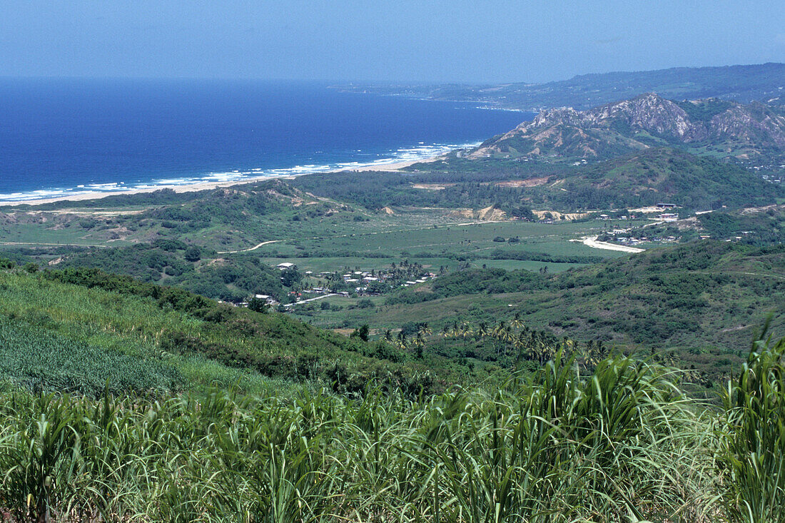 Ein Zuckerrohrfeld, Ostküste, Cherry Tree Hill, St. Andrew, Barbados, Karibik