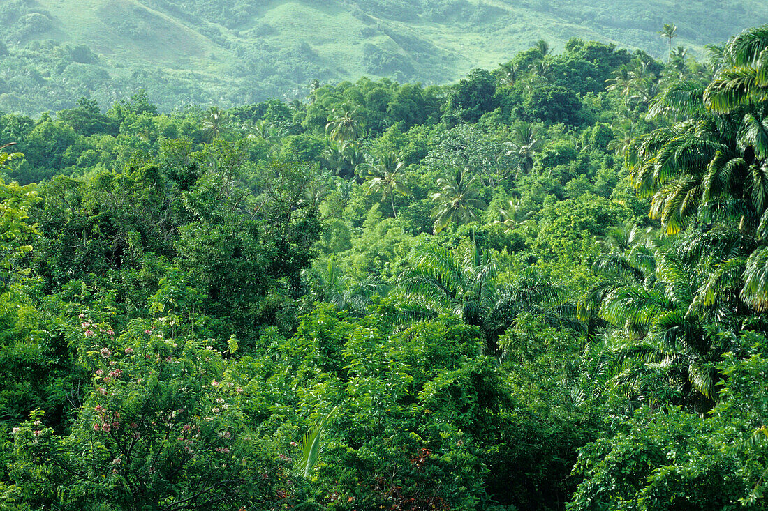Tropische Vegetation, Flower Forest, Richmond, St. Joseph, Barbados, Karibik