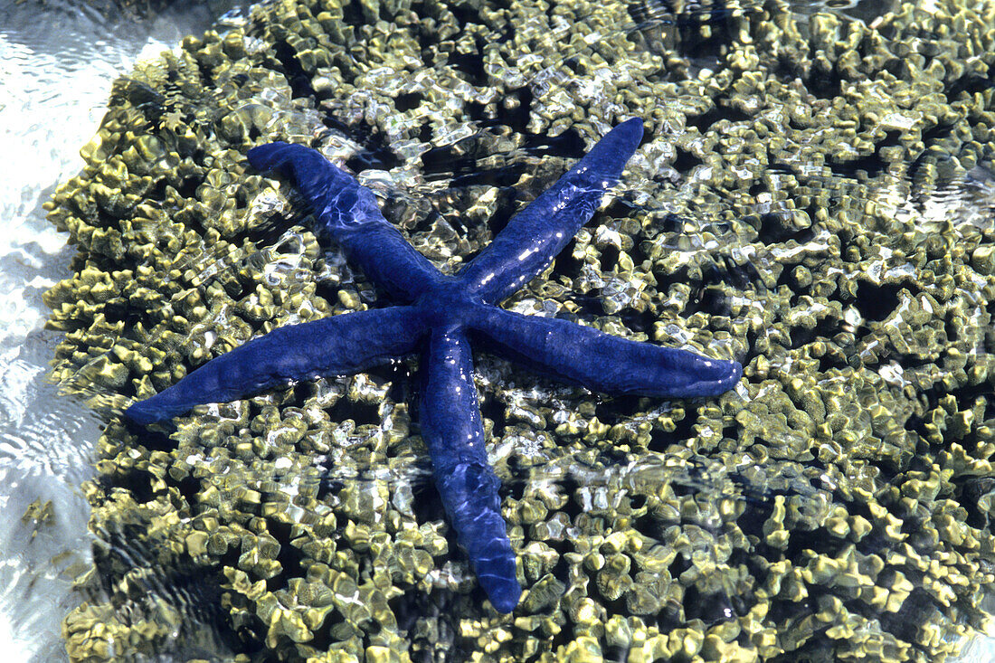 Nahaufnahme von einem blauen Seestern, Heron Island, Great Barrier Riff, Great Barrier Reef, Queensland, Australien