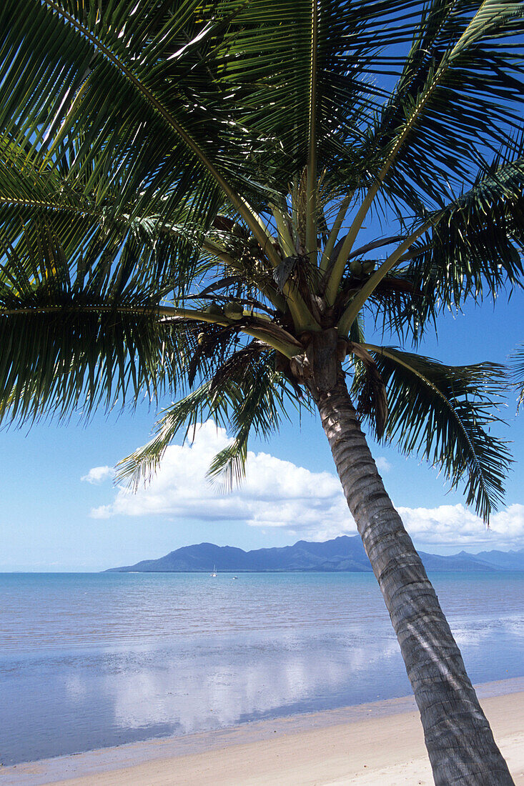 Eine Palme und Blick auf Hinchinbrook Insel, Cardwell, Queensland, Australien