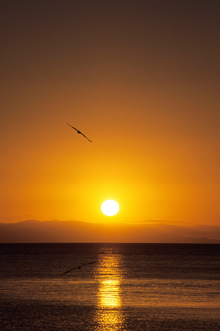 A Seagull at Sunset, Magnetic Island, Queensland, Australia