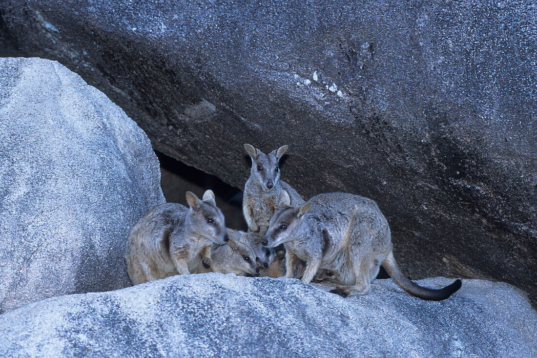A group of Rock Wallabies, Magnetic Island, Queensland, Australia