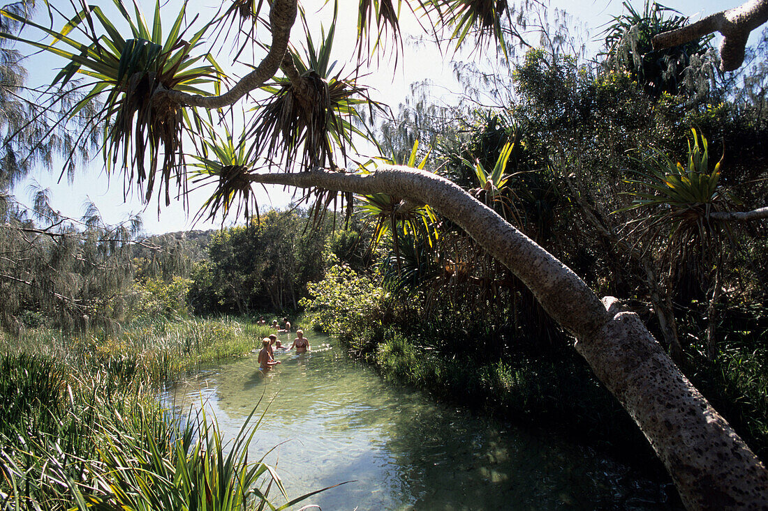 Leute schwimmen in Eli Creek, Fraser Island, Queensland, Australien