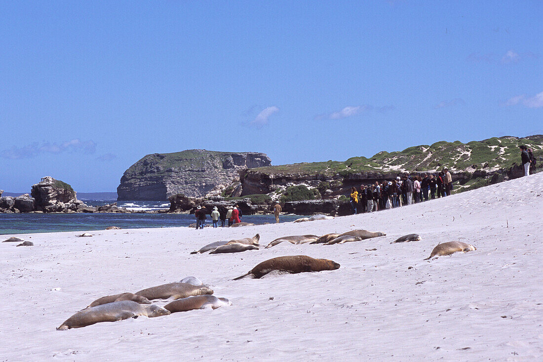 Australische Seelöwen, Seal Bay Conservation Park, Kangaroo Island, Südaustralien, Australien