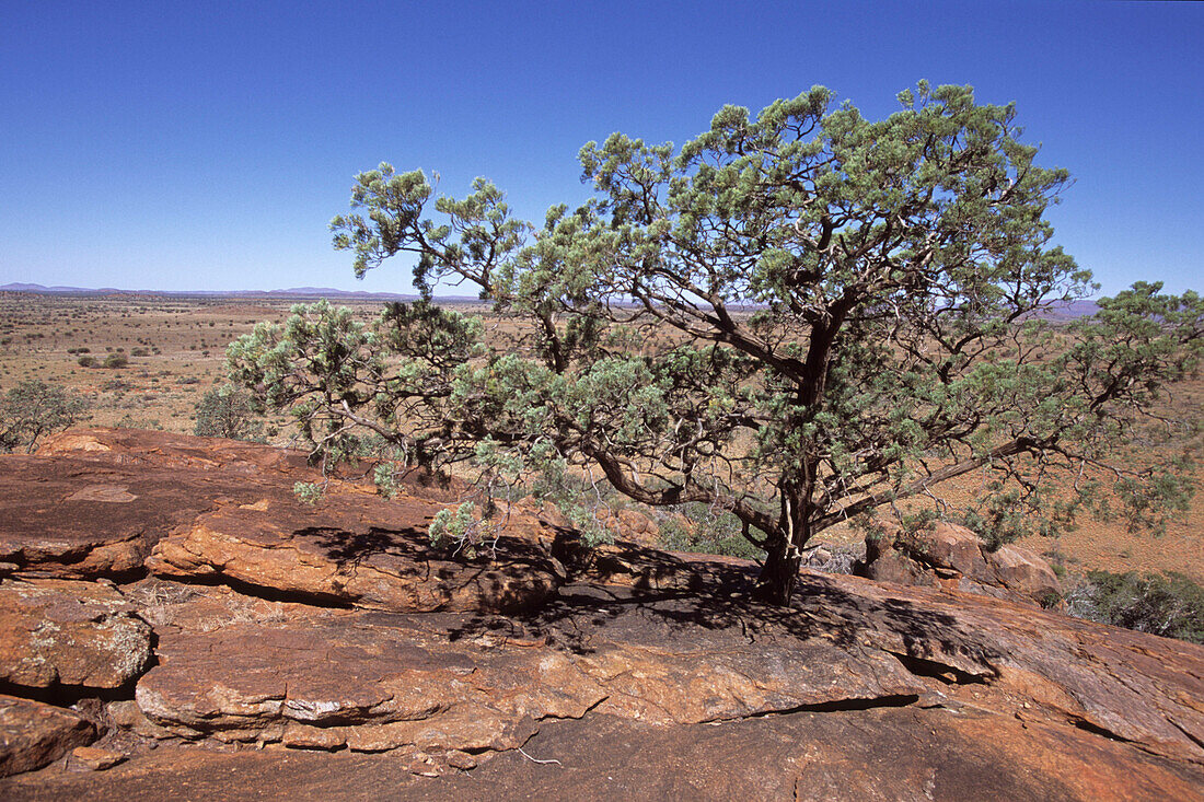 Ein Baum bei Cave Hill, Cave Hill Tour, Cave Hill, Südaustralien, Australien