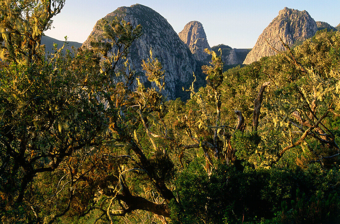 Lorbeerwald, Bosque del Cedro, Nationalpark Garajonay, La Gomera, Kanarische Inseln, Spanien