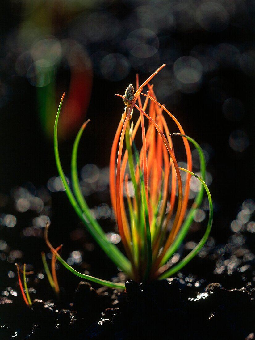 Sprosse einer Pflanze auf vulkanischem Boden, Tindaya, Fuerteventura, Kanarische Inseln, Spanien