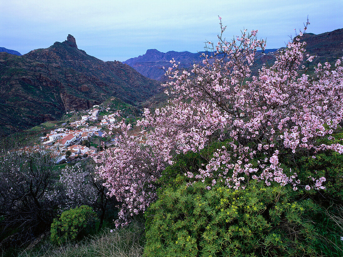 Blooming Almond, Roque Bentaiga, Tejeda, Gran Canaria, Canary Islands, Spain