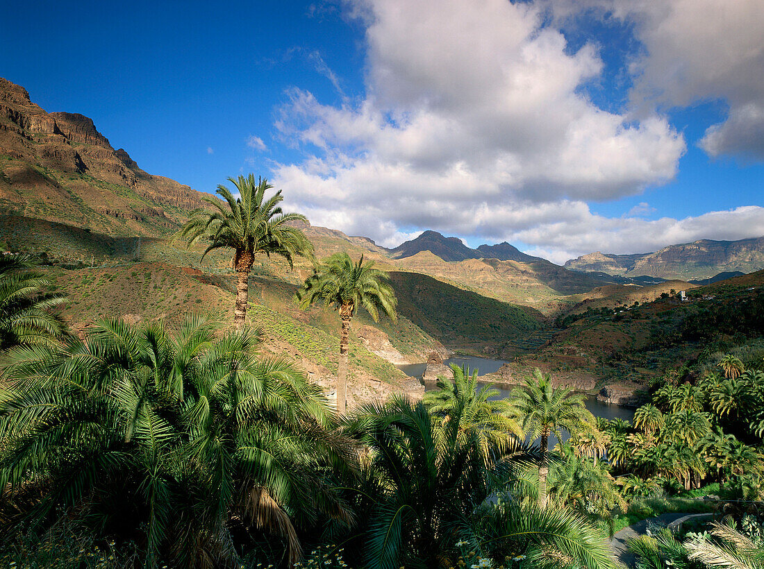 Palm trees at storage lake La Sorrueda, near Santa Lucía, Gran Canaria, Canary Islands, Spain