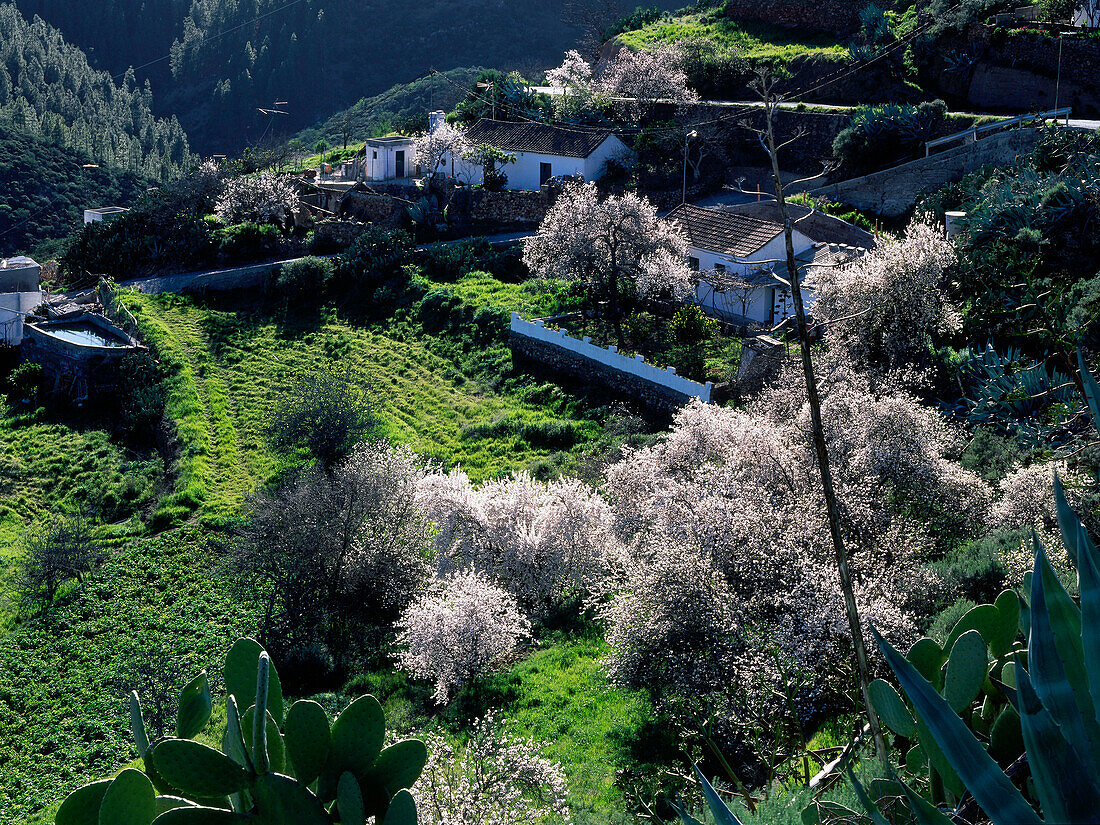 Blooming almond, Gran Canaria, Canary Islands, Spain