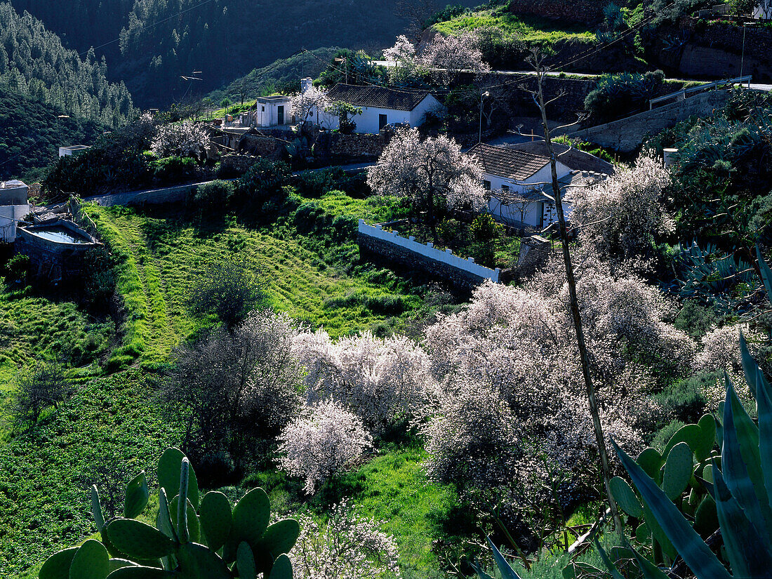 Mandelblüte, bei Artenara, Gran Canaria, Kanarische Inseln, Spanien, Europa