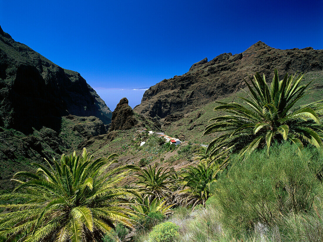 Masca Gorge, Masca, Teno-Mountains, Tenerife, Canary Islands, Spain