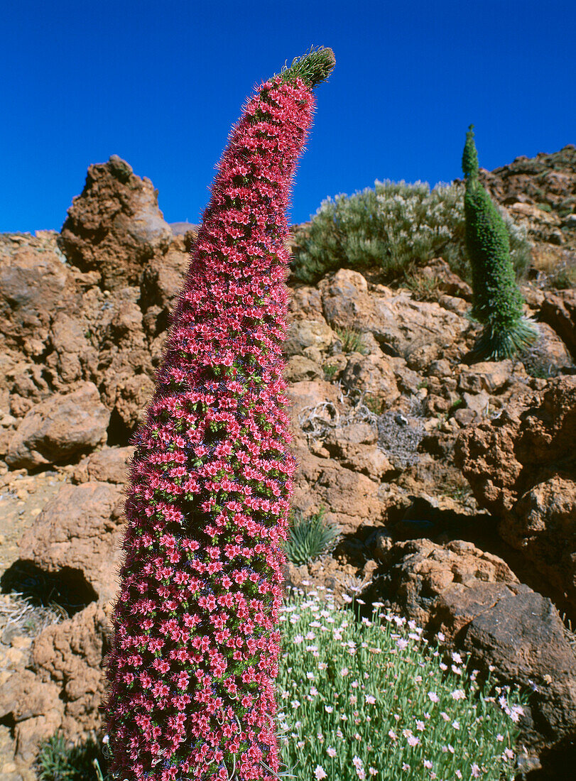 Red flowers of endemic Teide bugloss, lat. Echium wildpretii, 3 meters high, Parque Nacional del Teide, Tenerife, Canary Islands, Spain