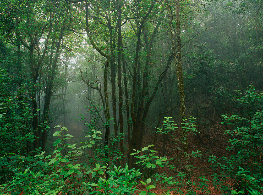 Cloud forest, Erjos, Macizo del Teno, Teno Mountains, Tenerife, Canary Islands, Spain