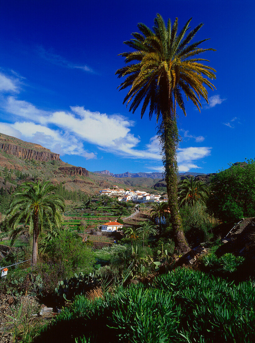 Palme, Fataga, Gran Canaria, Kanarische Inseln, Spanien, Europa