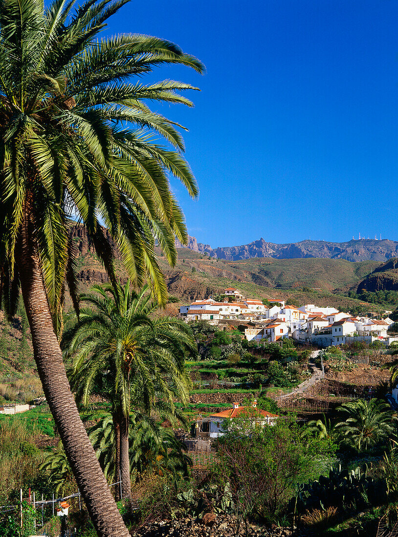 Palm trees, Fataga, historic village, valley of the thousand palms, mountain region, Gran Canaria, Canary Islands, Spain