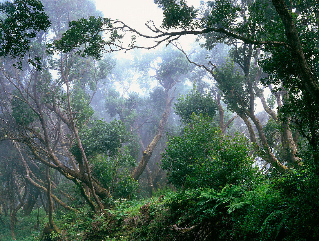 Lorbeerwald, Laurisilva, Nebelwald, Malpaso, El Hierro, Kanarische Inseln, Spanien