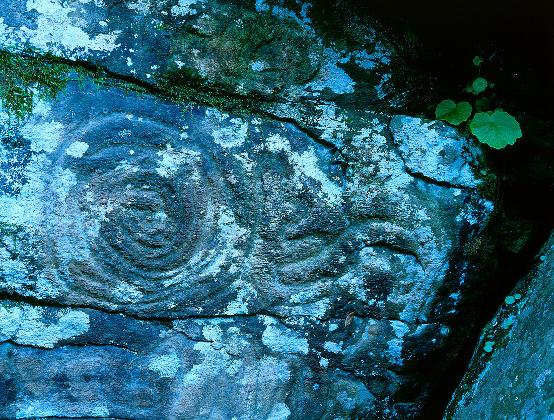Prähistorische Inschrift in Stein, Fuente de la Zarza, Frühling in der Nähe von Negro Llanos, La Palma, Kanarische Inseln, Spanien