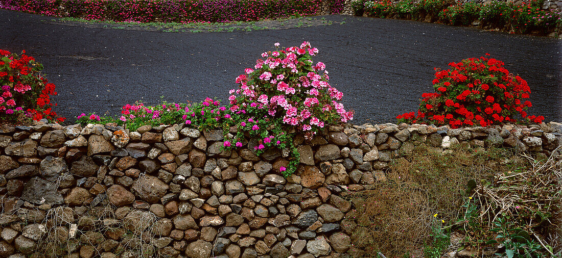 Mauer mit Geranien, Los Valles, Lanzarote, Kanarische Inseln, Spanien, Europa