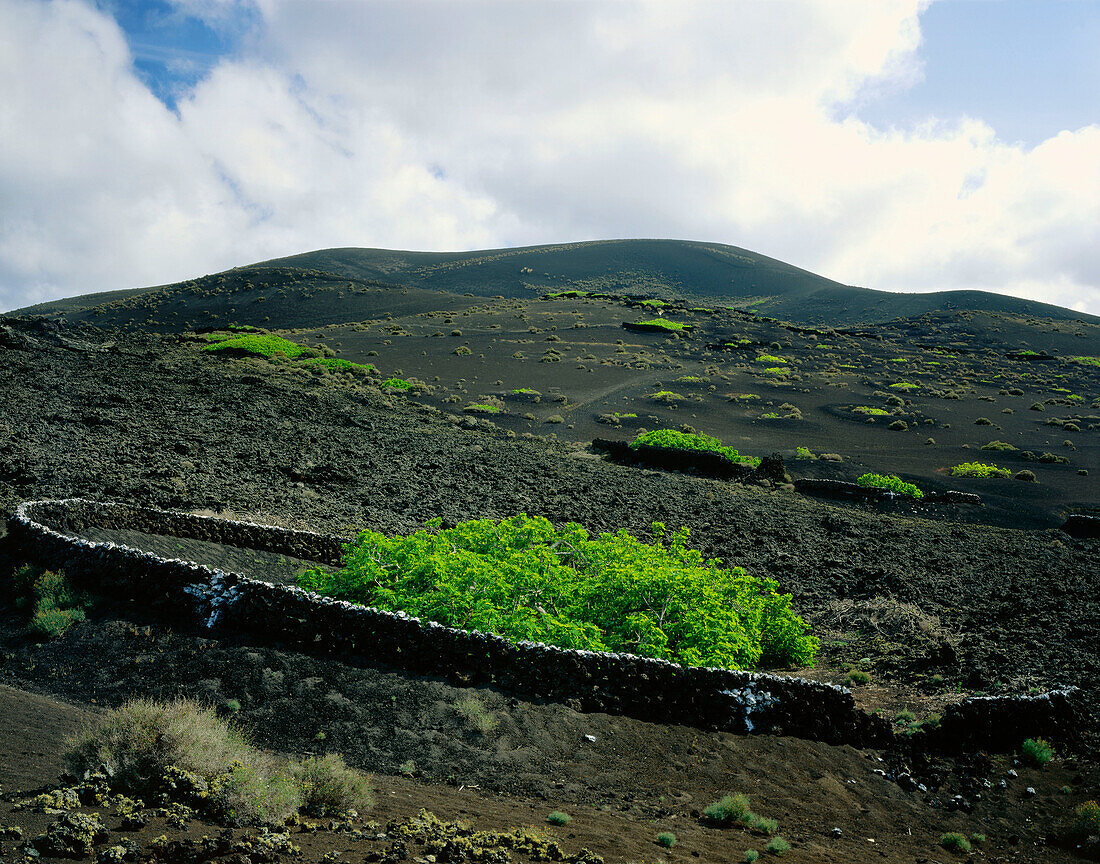 Vulkanischer Trockenfeldbau mit Lailli, La Geria, Lanzarote, Kanarische Inseln, Spanien