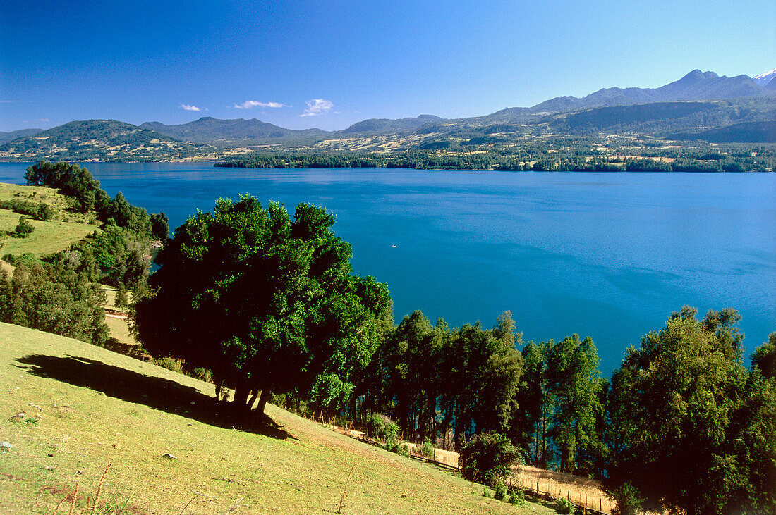 Wiesen am Lago Calafquen östlich von Panguipulli, Seengebiet, Chile, Südamerika