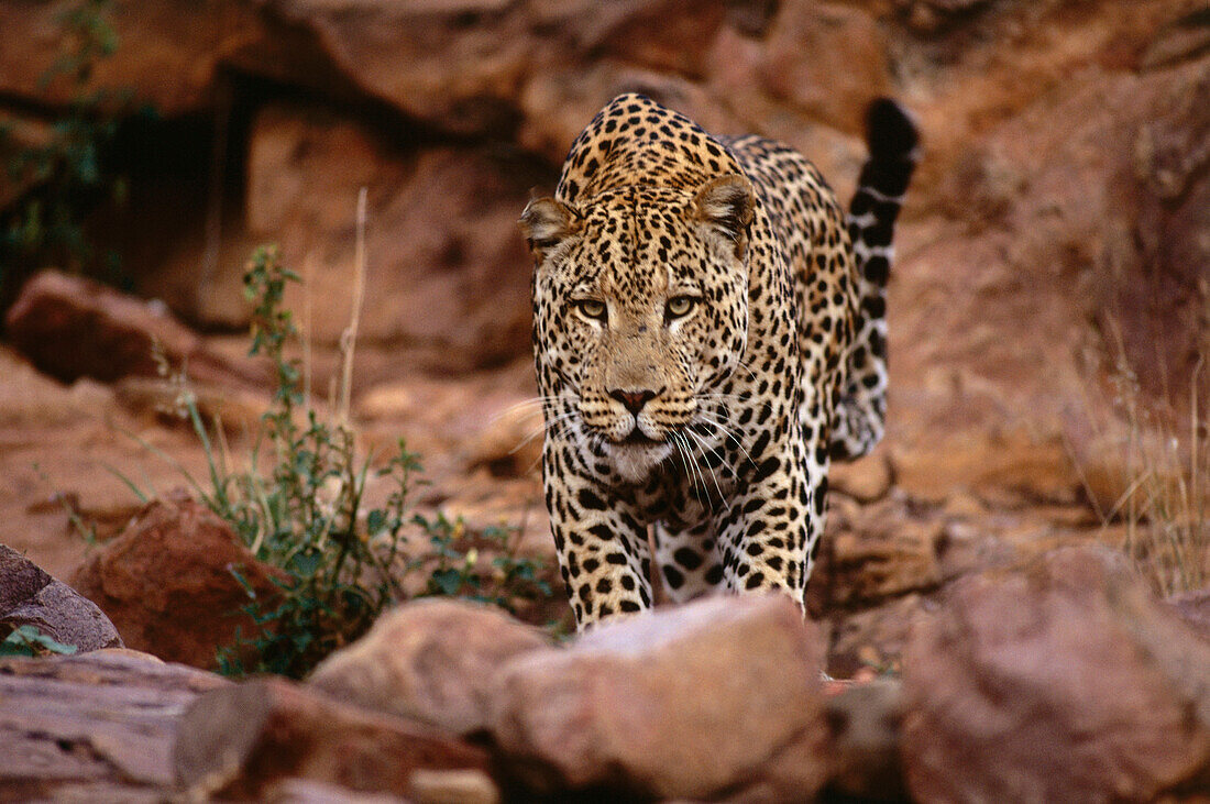Leopard near the Okonjima Guest Lodge, Namibia, Africa