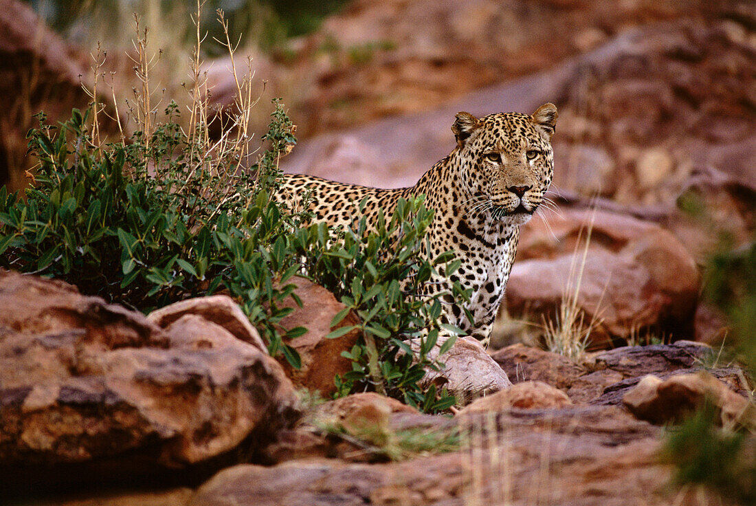 Leopard, Okonjima Guest Lodge, Namibia, Afrika