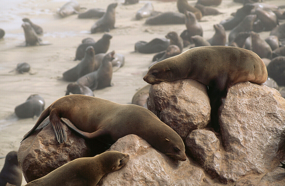 Colony of pinnipeds, fur seals at Cape Cross, Namibia, Africa