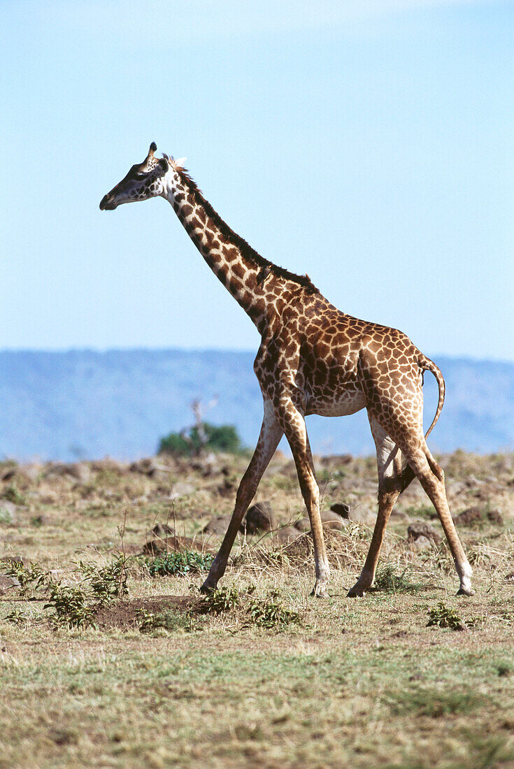 Maasai Giraffe, Ebene an tansanischer Grenze, Masai Mara National Reserve, Kenia, Afrika