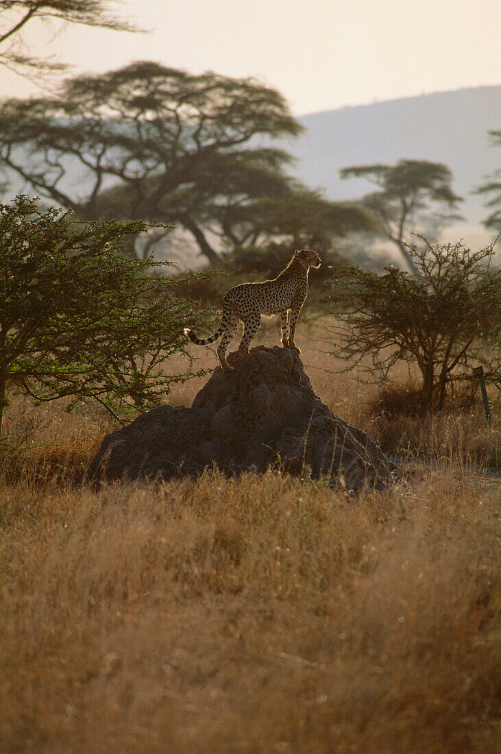 Cheetah looking out, Serengeti national Park, Tansania, Africa