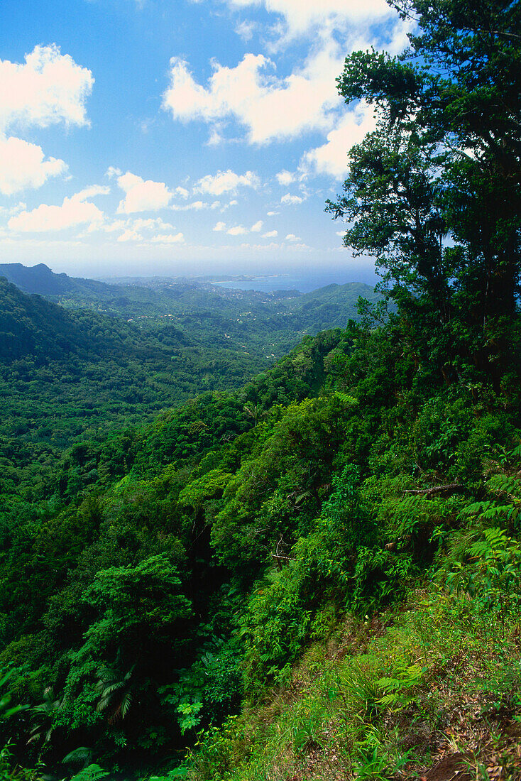 Weg z. Mount Qua Qua, Grand Etang Forest Reserve, Grenada, Inseln über dem Winde, Antillen