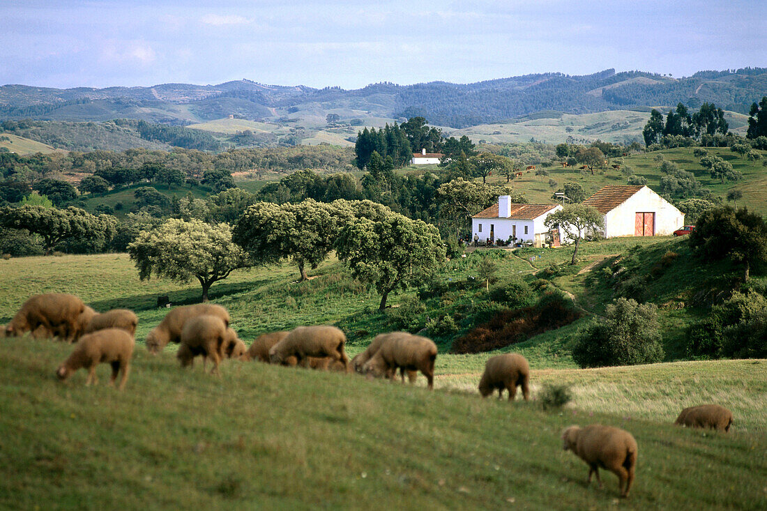 Herd of sheep in front of farm house near Odemira, south of Alentejp, Portugal