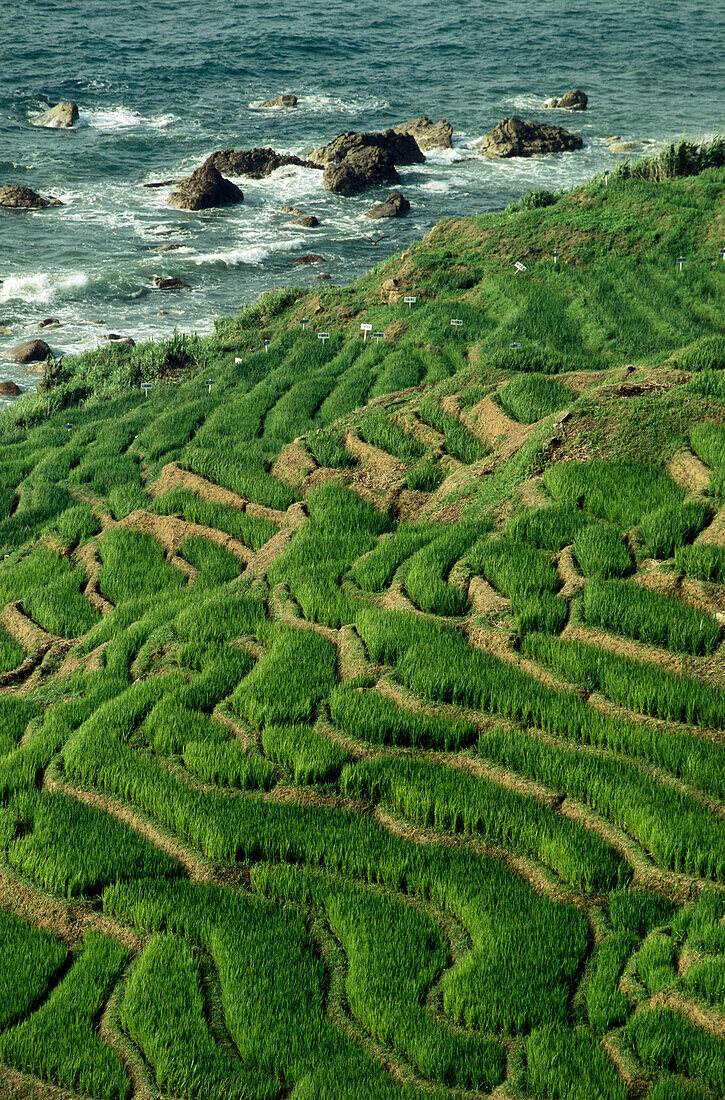 Rice terraces, Northern Coastline  of Noto-Hanto, Japan