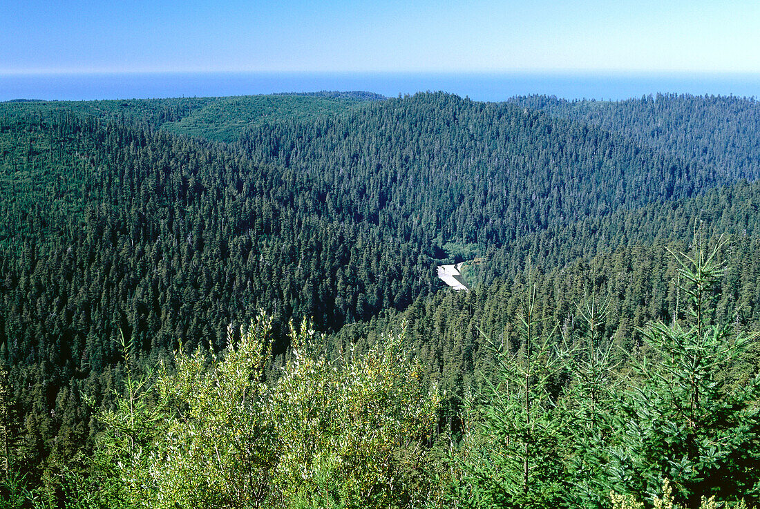 Redwood Wald, Redwood Creek Outlook, Redwood Nat. Park. Kalifornien, USA