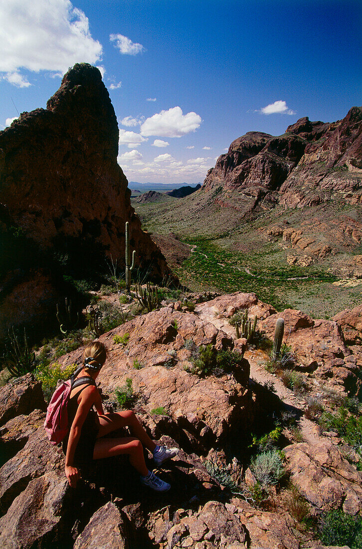 On Bull Pature Trail, Ajo Mt. Range, Organ Pipe Cactus Nat. Monument, Arizona, USA