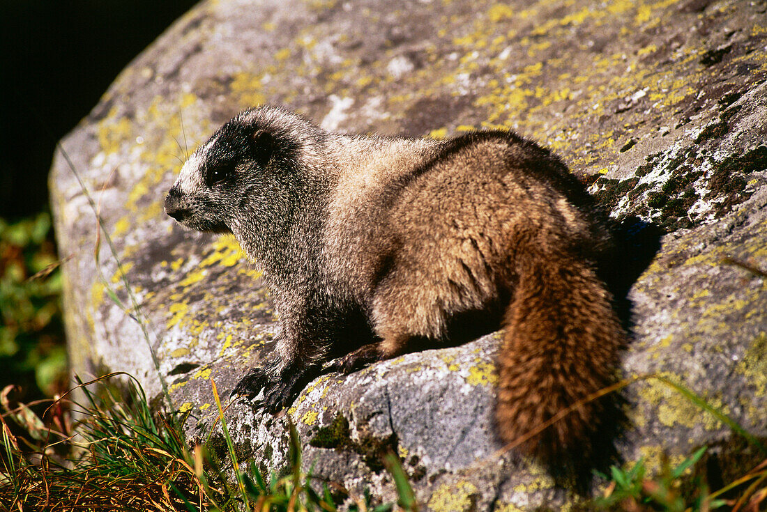 Marmot at Cascades Pass, Washington, USA