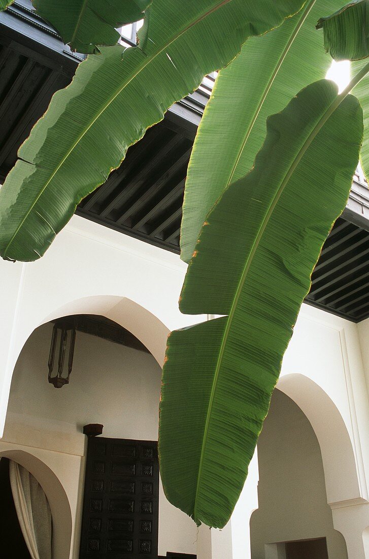 A courtyard with a banana tree (Morocco)